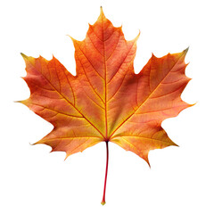 Fototapeta premium maple leaf as an autumn symbol isolated on a transparent background