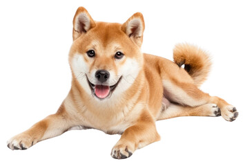 Fototapeta premium PNG Shiba inu smiling animal canine mammal.