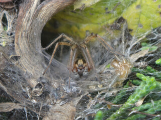 The labyrinth spider (Agelena labyrinthica), male in the entrance to his lair