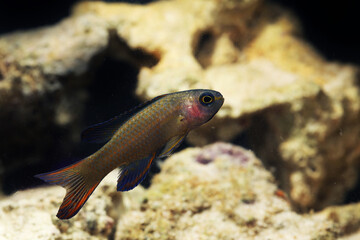 Randall's Assessor Basslet (Assessor randalli) 