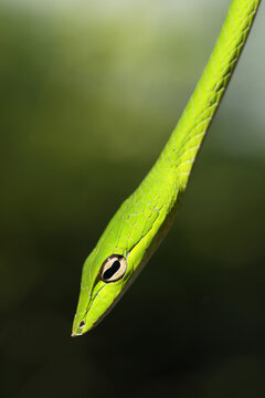Oriental Whip Snake (Ahaetulla prasina) in Singapore Mangrove forest