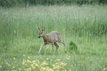 pretty roe deer in the countryside
