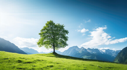 Lone Tree on Scenic Mountain Hill