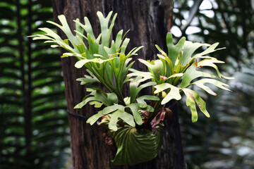 agriculture, botanical garden, botany, colorful foliage, environment, epiphyte, epiphytic,...
