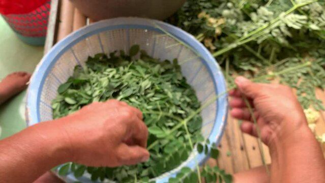 separate moringa leaf with the stalk