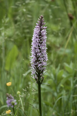 The Common Spotted orchid is the county flower of West Lothian