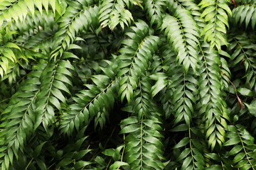 Rare cycad Zamia vasqueslii with new leaf
