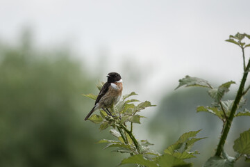 male Stonechat  saxicola rubicola perched on a bramble with a blurred background