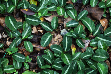 Obraz premium Dark green foliage of Goeppertia undulata for tropical garden