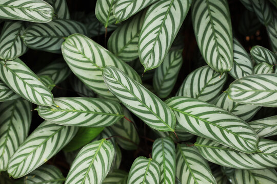Popular house plant Ctenanthe setosa for indoor garden