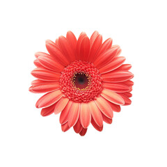 Red gerber daisy on transparent background