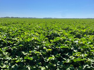 Cotton Growing
