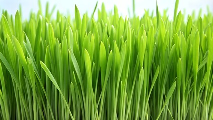 a close up of some green grass with the sky