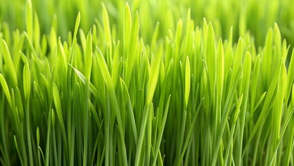 Obraz premium a close up of some green grass with small patches of dirt.