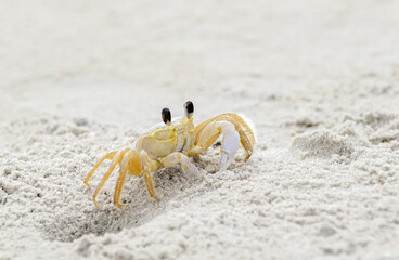 Ghost crab on sandy beach