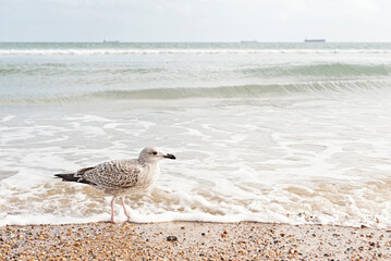 Seagull on the shore