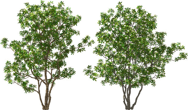 tree manolia blooming hq arch viz cut out trees
