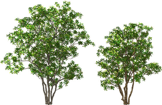 tree manolia blooming hq arch viz cut out trees