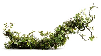 Obraz premium Vines with moss on a white background