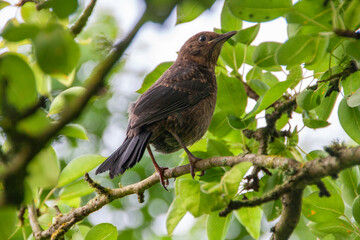Eine weibliche Amsel sitzt aufmerksam im Baum auf einem Ast.