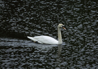 A white swan swims in the dark water of a pond