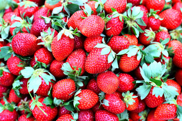 Closeup of fresh organic strawberry (Fragaria x ananassa) fruit on a market. Strawberry fruit background.