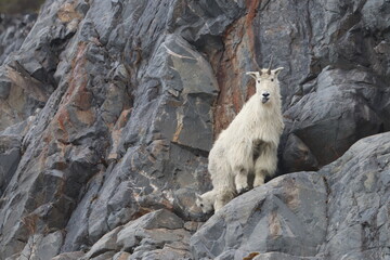 Mountain Goat and kid or baby goat go for a stroll on the sheer side of a cliff in Alaska