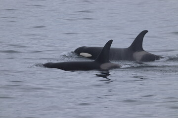 Fototapeta premium Two Orca, Killer Whales, side by side swimming from right to left