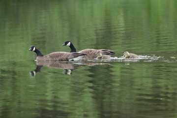Family of Canada geese take care of their baby chicks