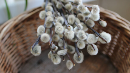 Fluffy Willow Flowers On A Dry Twigs Macro Shot Stock Photo
