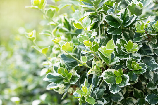 Lush bush of the euonymus or beresklet plant in gareden.