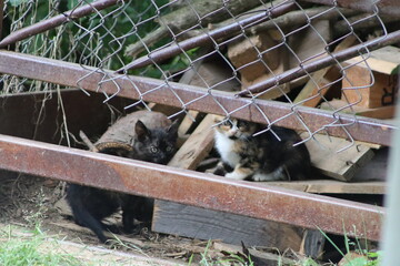a small kitten near a warehouse with firewood