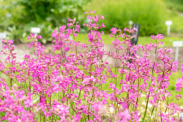 Obraz premium Sticky catchfly or Silene Viscaria plant in Saint Gallen in Switzerland