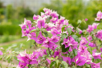 Obraz premium Bougainvillea X Buttiana plant in Saint Gallen in Switzerland