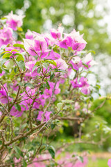 Bougainvillea X Buttiana plant in Saint Gallen in Switzerland