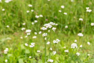 Golden spikenard or Valeriana Phu plant in Saint Gallen in Switzerland