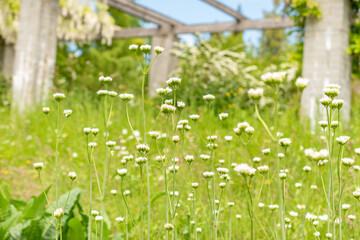 Golden spikenard or Valeriana Phu plant in Saint Gallen in Switzerland