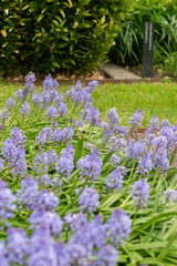Dalmatian scilla or Scilla Litardierei plant in Saint Gallen in Switzerland