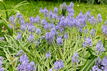 Dalmatian scilla or Scilla Litardierei plant in Saint Gallen in Switzerland