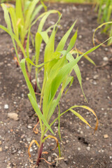 Obraz premium Corn or Zea Mays plant in Saint Gallen in Switzerland