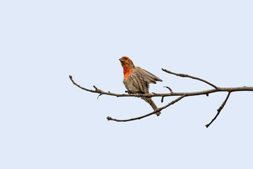 Male House Finch Perched On Branch