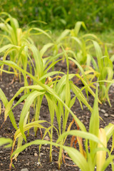 Obraz premium Adlay millet or Coix Lacryma-jobi plant in Saint Gallen in Switzerland