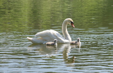 Obraz premium A swan family with chicks. 