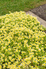 Poached egg plant or Limnanthes Douglasii plant in Saint Gallen in Switzerland