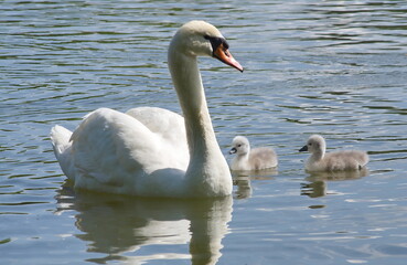 A swan family with chicks. 