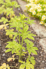 Spiny spider flower or Cleome Spinosa plant in Saint Gallen in Switzerland