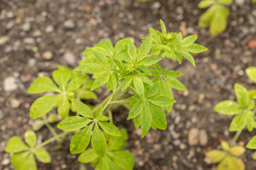 Spiny spider flower or Cleome Spinosa plant in Saint Gallen in Switzerland