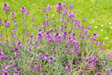 Obraz premium Erysimum Bicolor plant in Saint Gallen in Switzerland