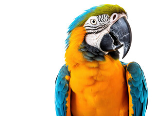 Fototapeta premium a close up of a parrot