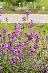Obraz premium Erysimum Bicolor plant in Saint Gallen in Switzerland